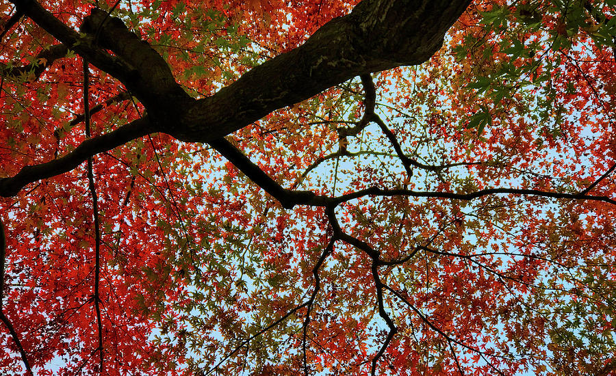 Colorful Japanese Maple Photograph by Bradley Morris