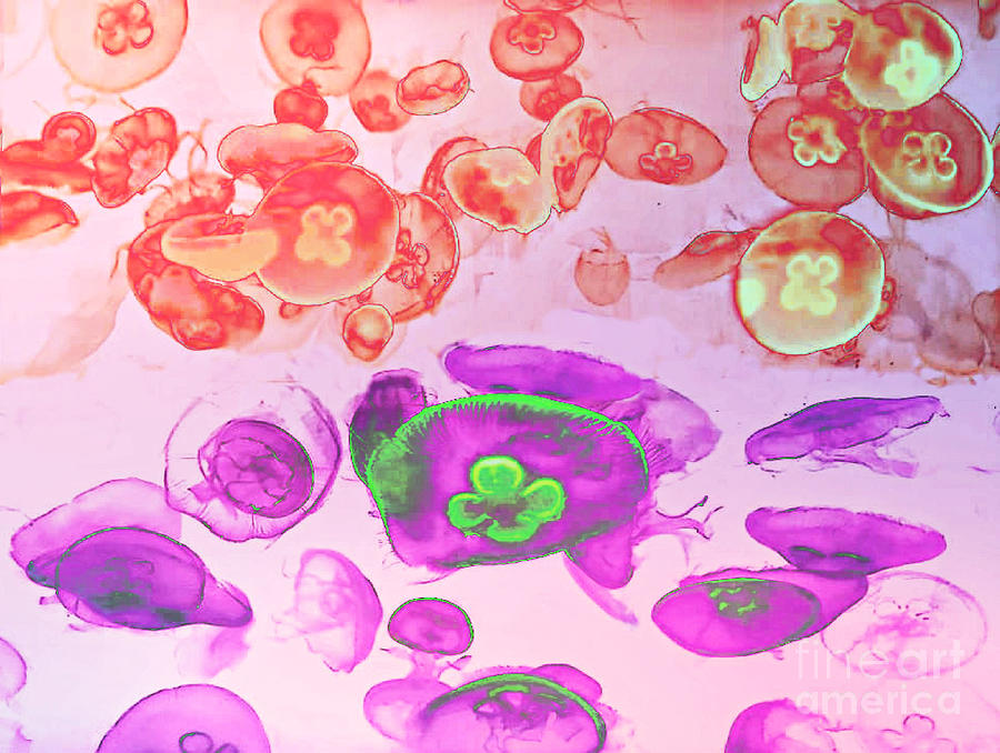 Colorful Jellies Art Photograph