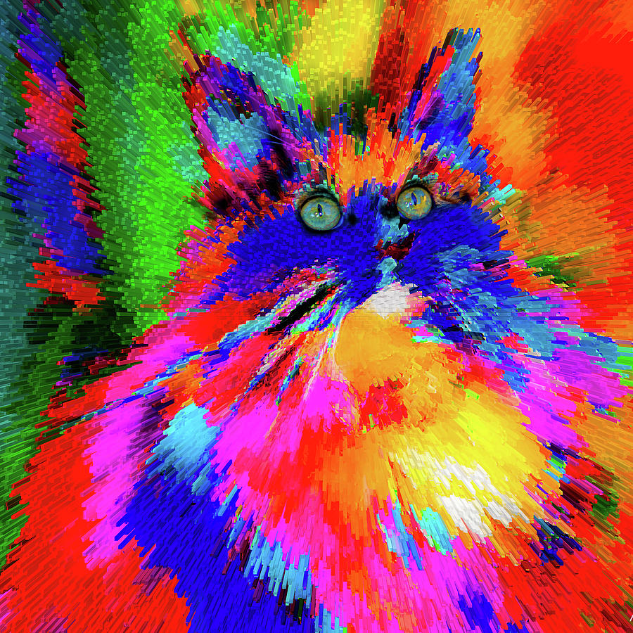 Colorful Kitty Photograph by Patricia Dennis - Fine Art America