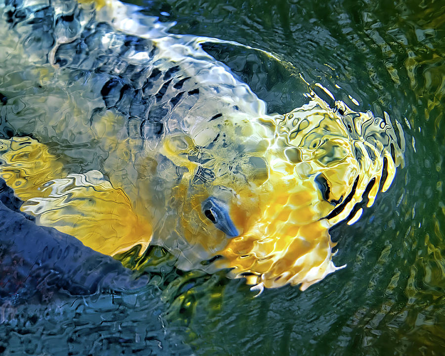 Colorful Koi Fish Photograph by Jerry Cowart