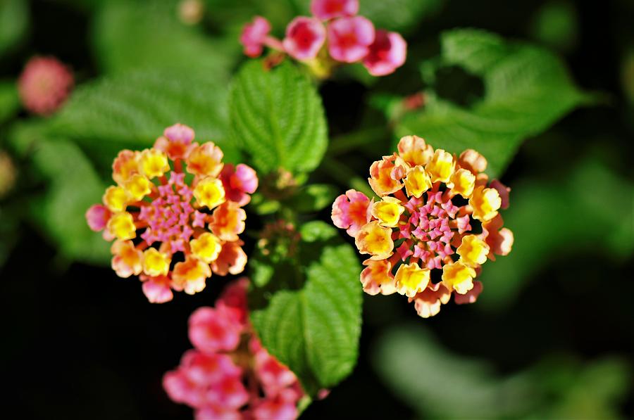 Colorful Lantana 2 Photograph by Plinia Prints - Fine Art America