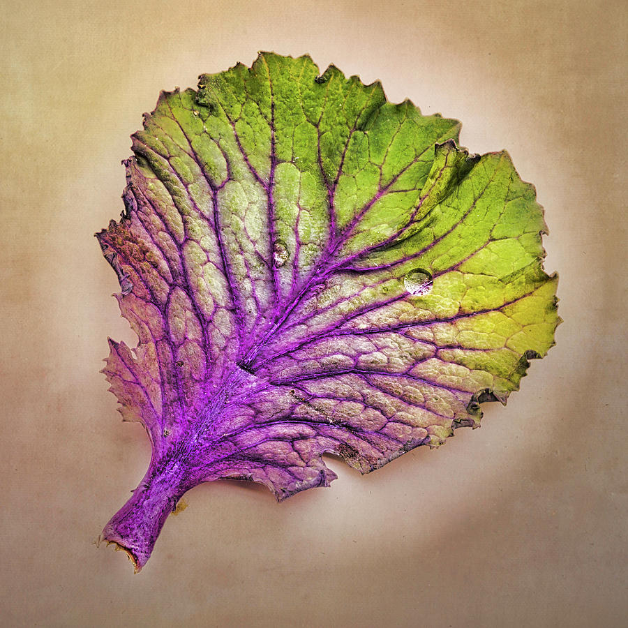 Colorful Leaf Photograph by Gary Slawsky
