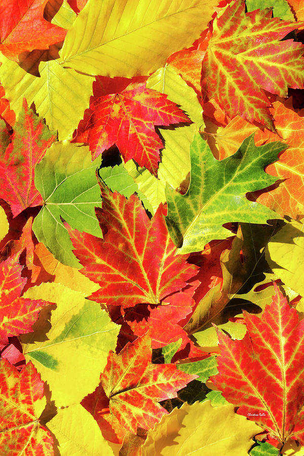 Colorful Leaves Abstract Photograph by Christina Rollo