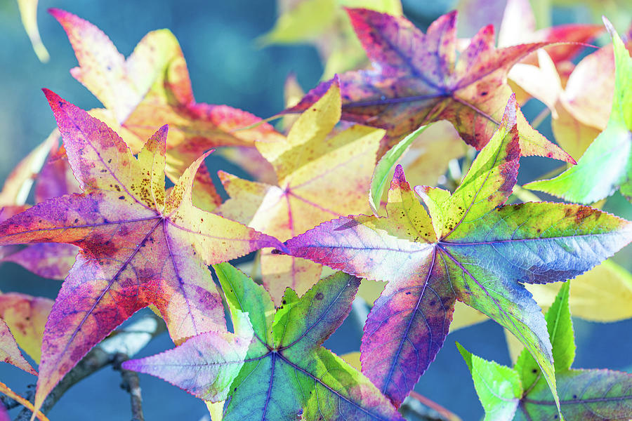 Colorful Leaves Photograph by Amelia Pearn