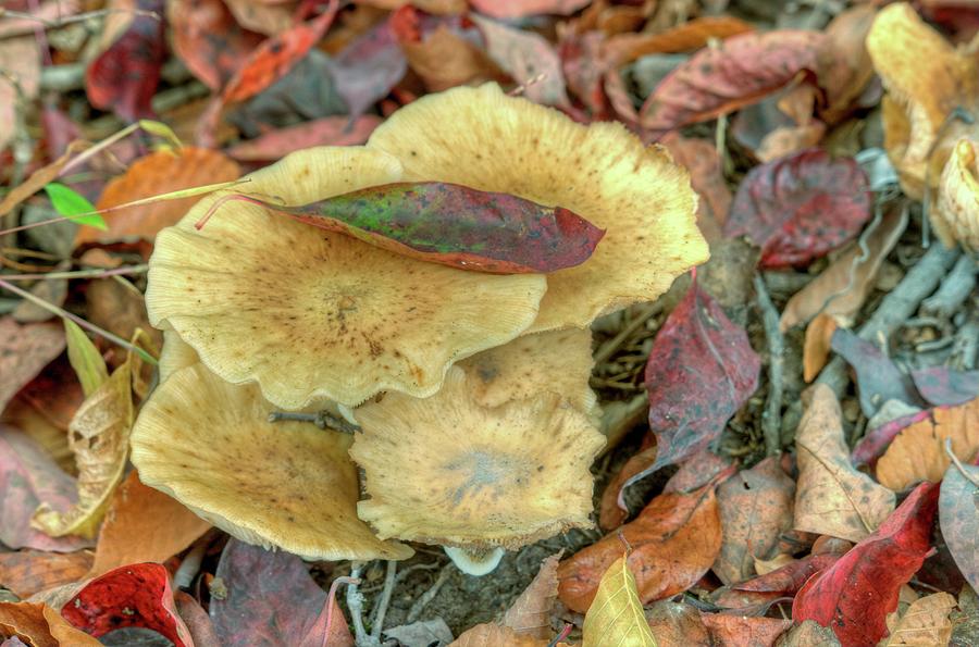 Colorful Leaves and Multilayered Fungus Photograph by Douglas Barnett