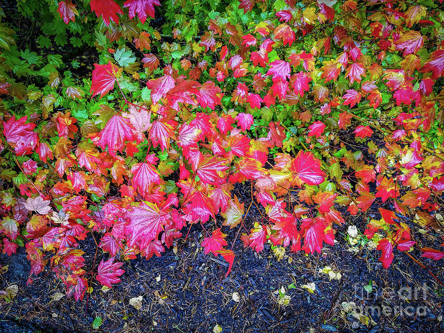 Colorful Leaves Photograph by Jon Burch Photography