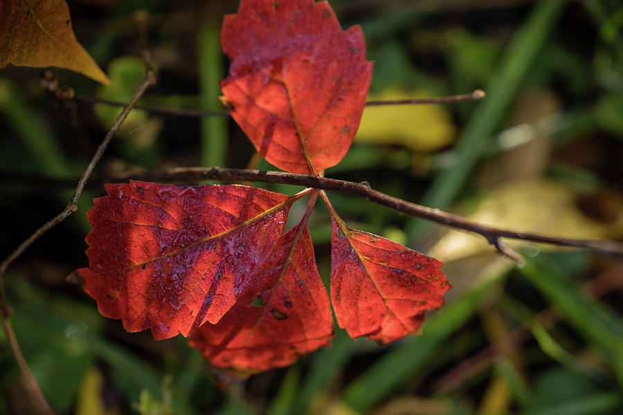 Colorful Leaves Photograph by Kim Sowa