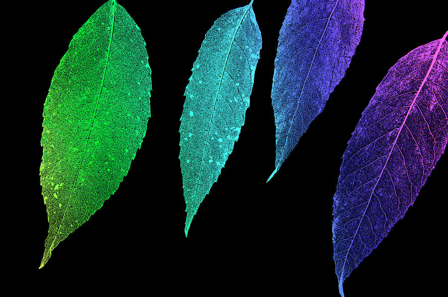 Skeleton Digital Art - Colorful leaves by Larisa Fedotova