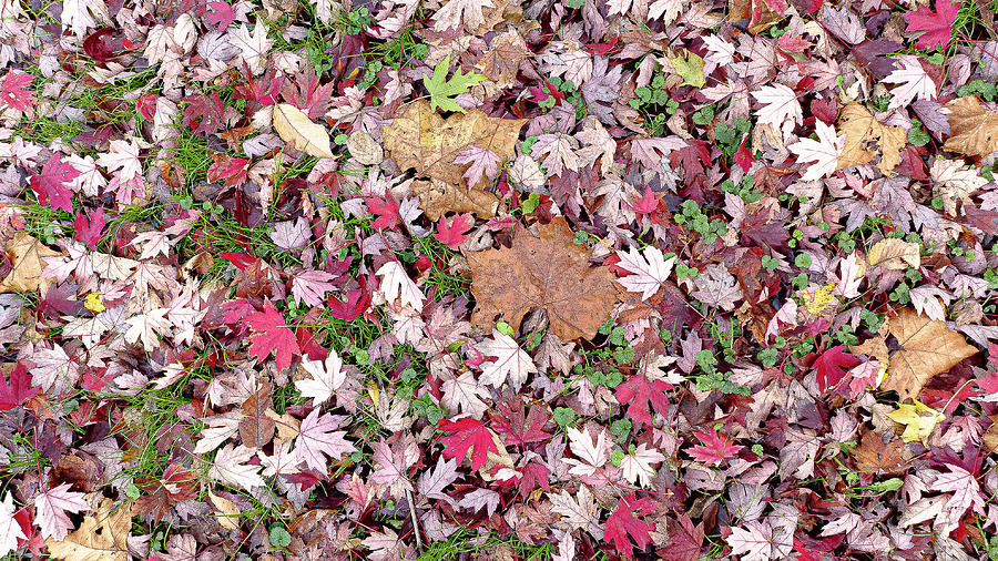 Colorful Leaves on the Ground Photograph by David Morehead