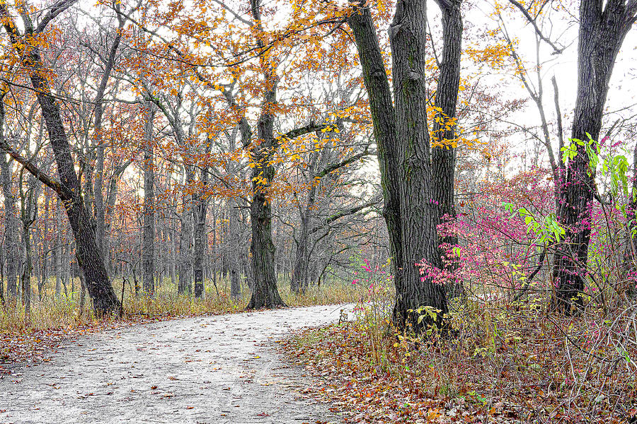Colorful Leaves On The Trail - Waukegan, Illinois Photograph