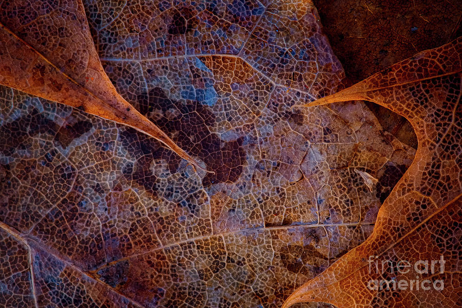 Colorful leaves wall art intersections.two LE10360 Photograph by Mark Graf