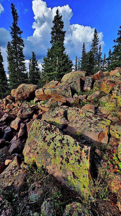 Colorful Lichens of Pike National Forest Photograph by Ray Mathis Colorful Lichens of Pike National Forest Photograph by Ray Mathis