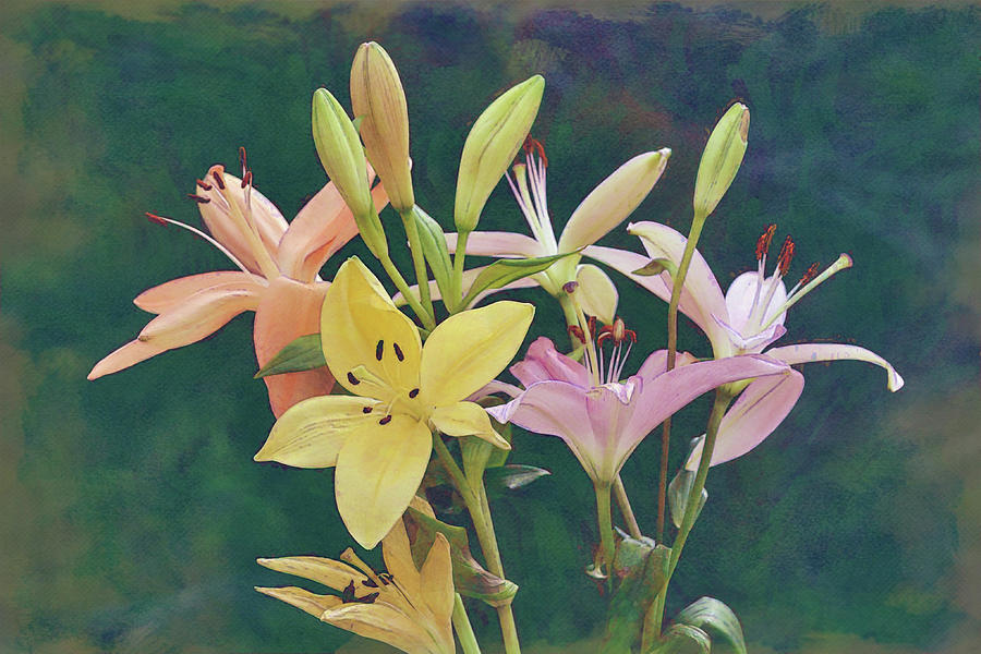 Colorful Lily Bunch Digital Art