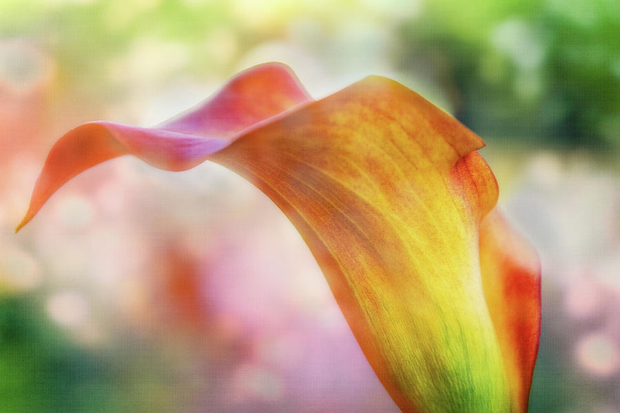 Colorful Lily Digital Art by Terry Davis