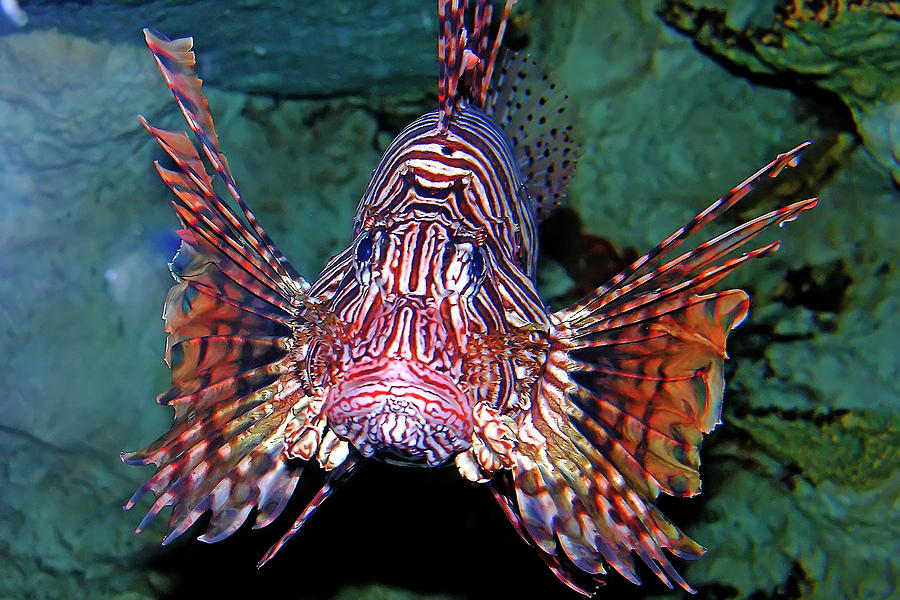 Colorful Lionfish Photograph by Daniel Caracappa - Fine Art America