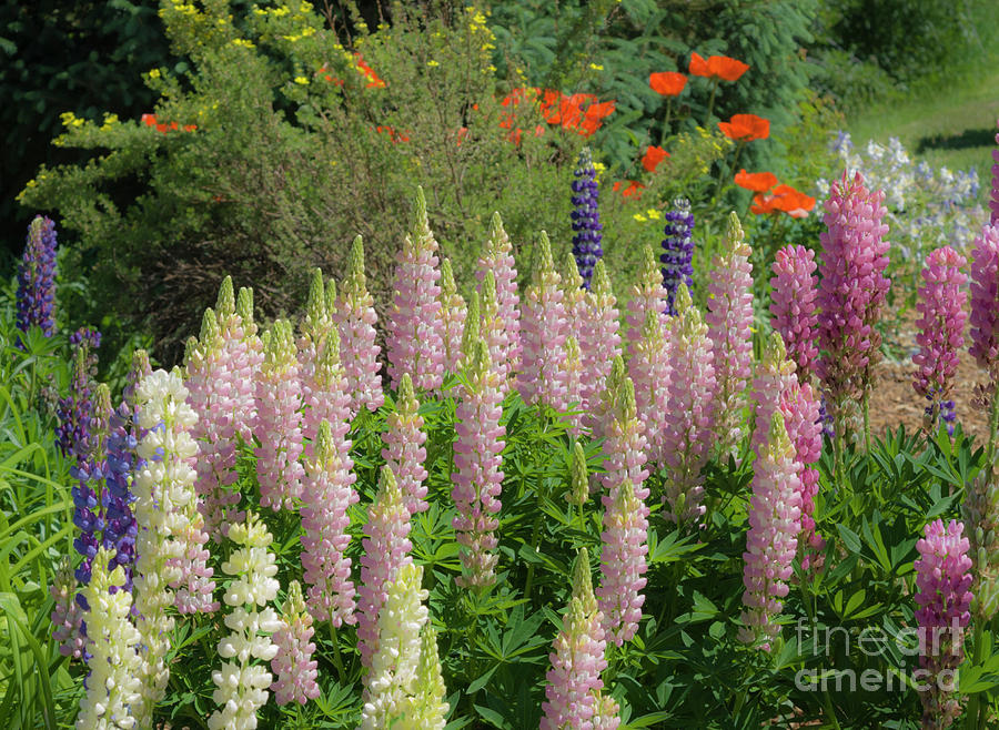 Flower Photograph - Colorful Lupine Flowers in Summer Garden by John Arnaldi