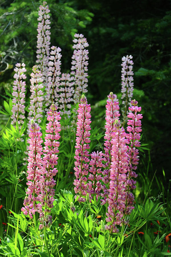 Colorful Lupine Photograph by Whispering Peaks Photography