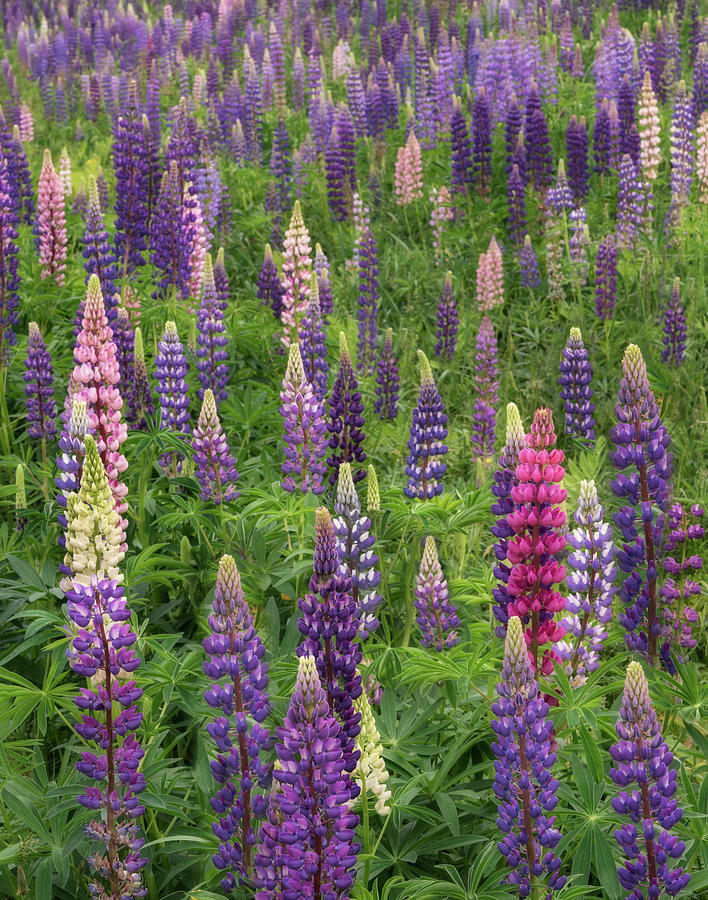 Colorful Lupines Photograph by Darylann Leonard Photography
