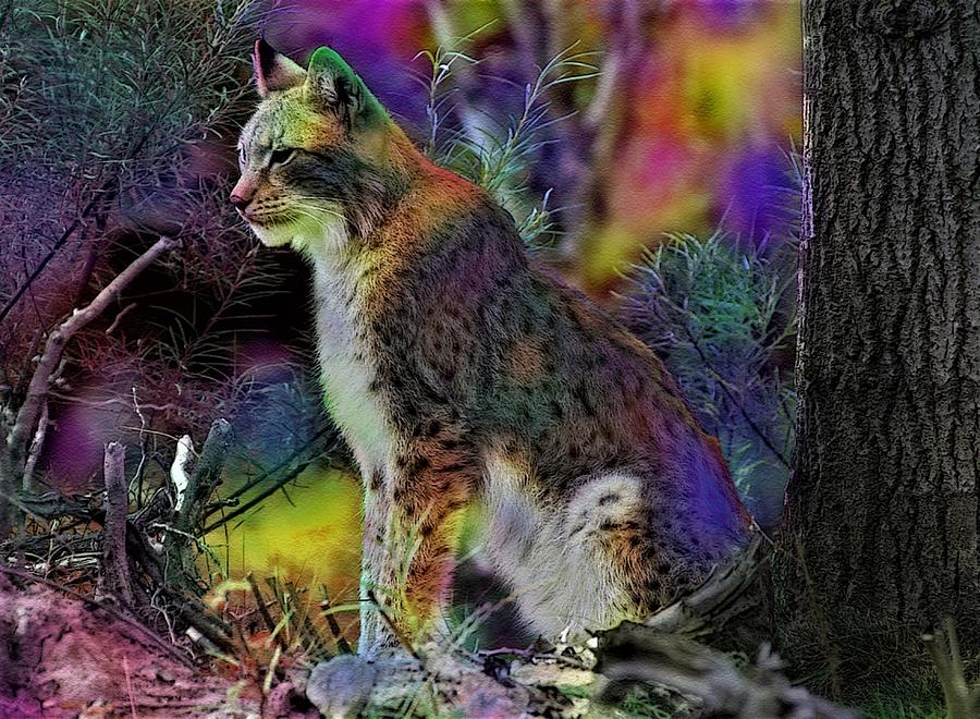 Colorful Lynx Mixed Media