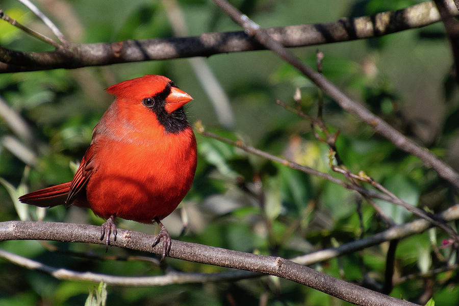 Colorful Male Northern Cardinal Photograph by Cascade Colors