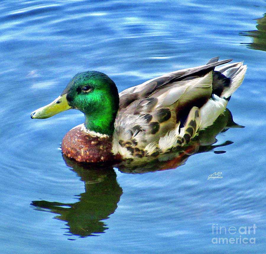 Colorful Mallard 3 Photograph by CAC Graphics