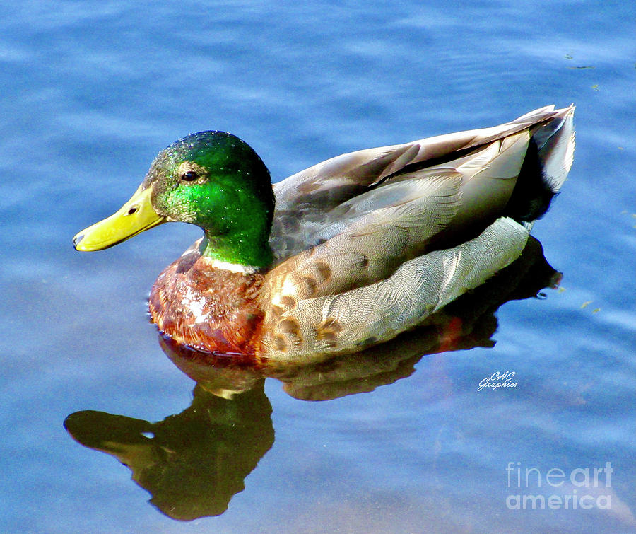 Colorful Mallard Photograph by CAC Graphics