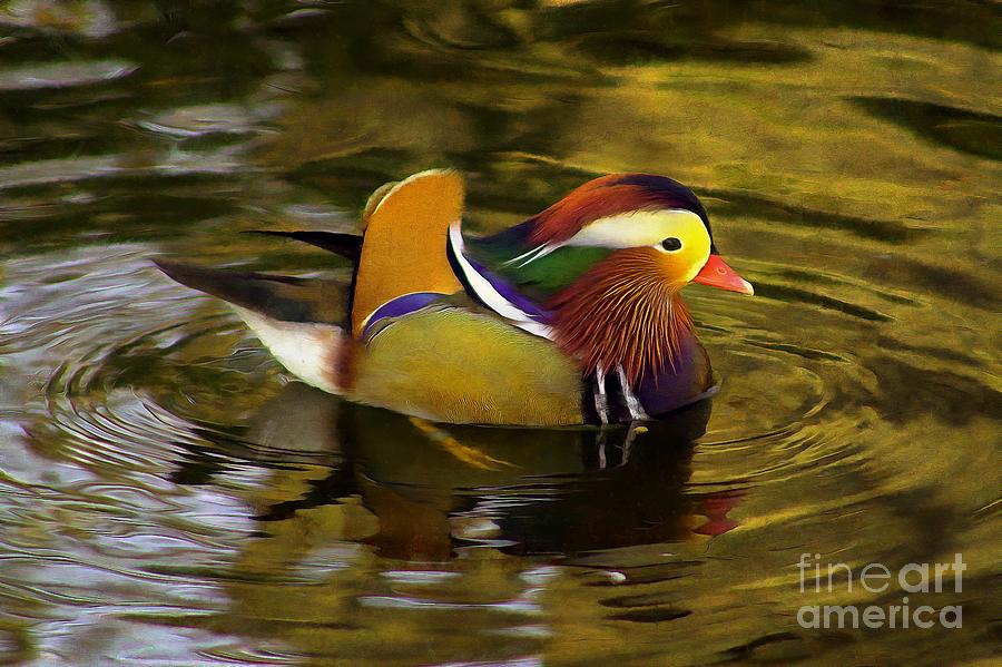 Colorful Mandarin Duck Photograph by Sea Change Vibes