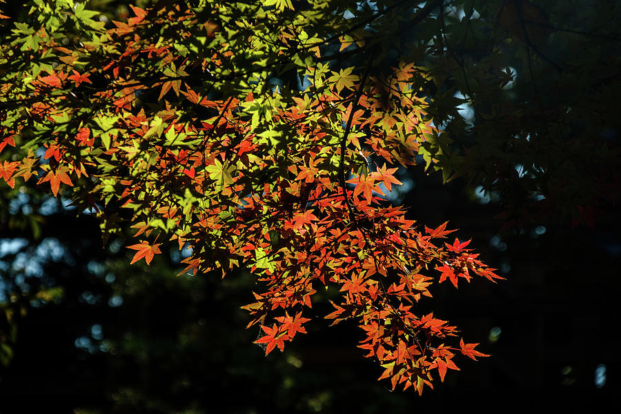 Colorful Maple Photograph by Johnny Boyd
