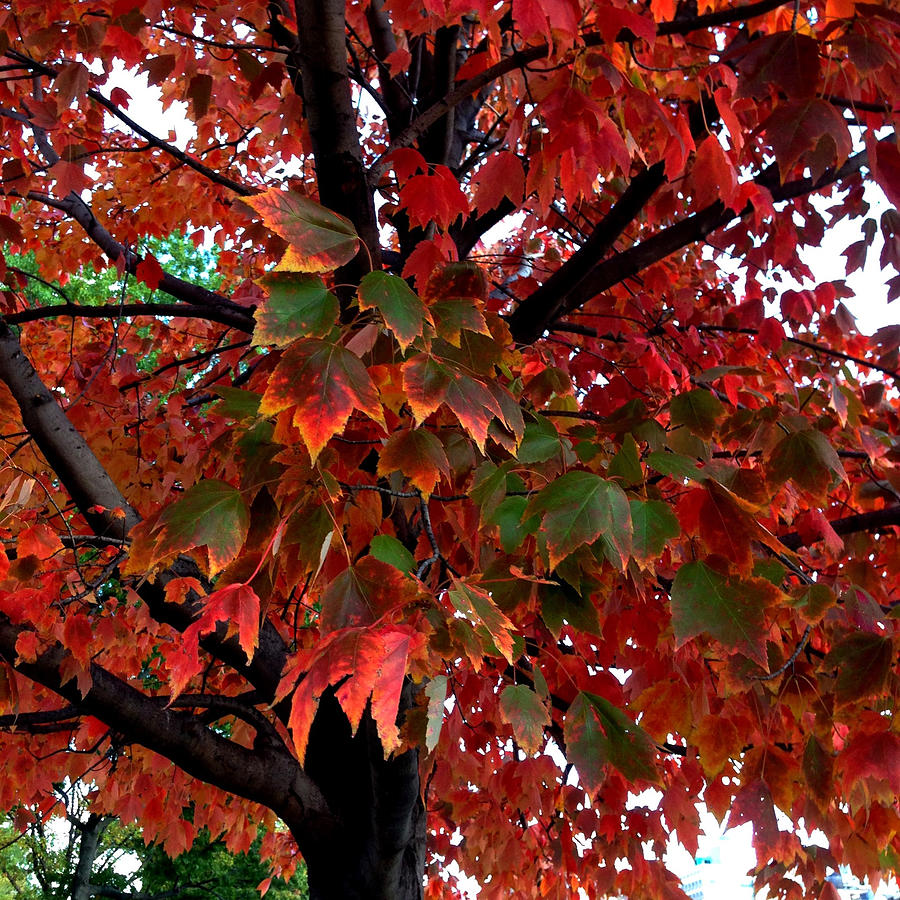 Colorful maple leaf in autumn Photograph by Ane Aleman Lamothe / FOAP