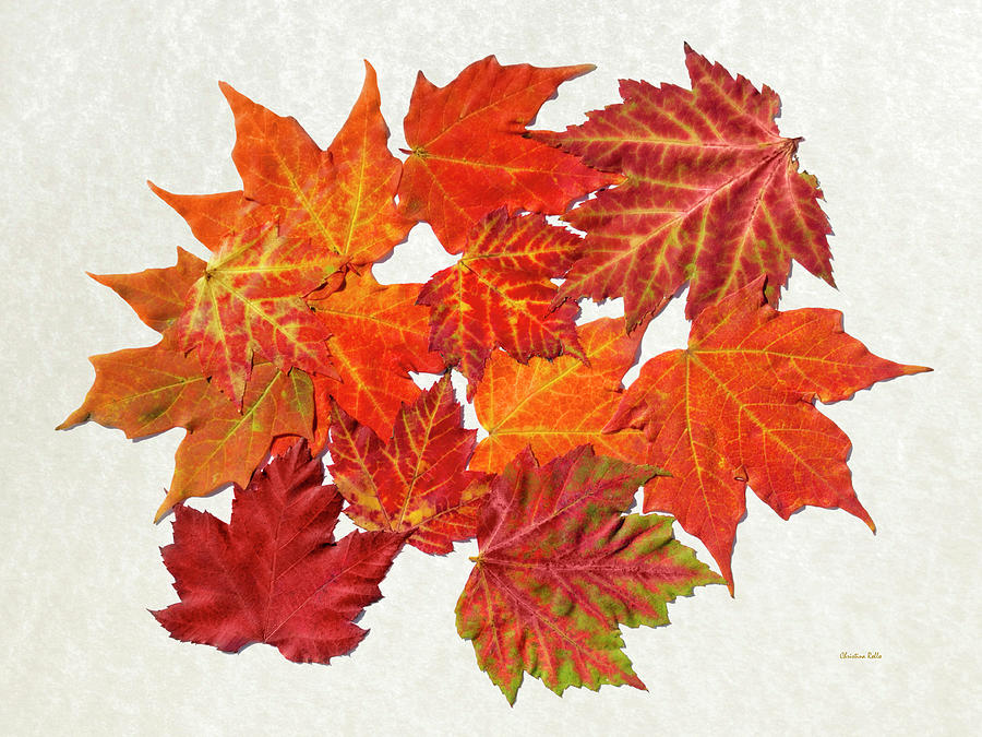 Colorful Maple Leaves Mixed Media by Christina Rollo