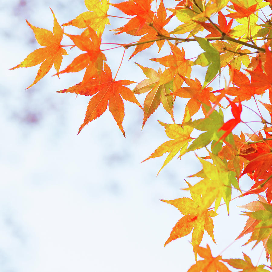 Colorful maple leaves on branch, square crop Photograph by Viktor Wallon-Hars