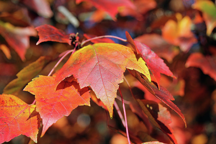 Colorful Maples Photograph by Linda Goodman