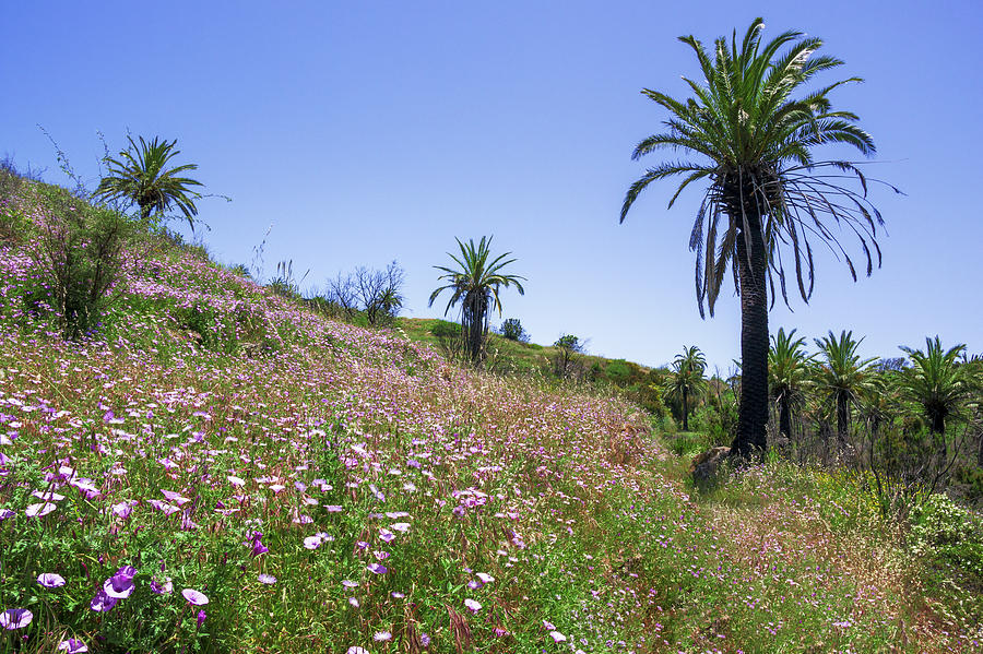 Colorful meadow on La Gomera Photograph by Sun Travels