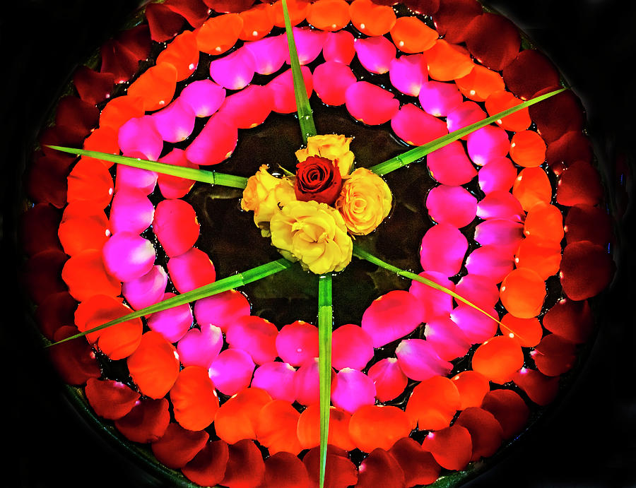 Colorful Mexican Rose Flowers Oaxaca Mexico Photograph by William Perry