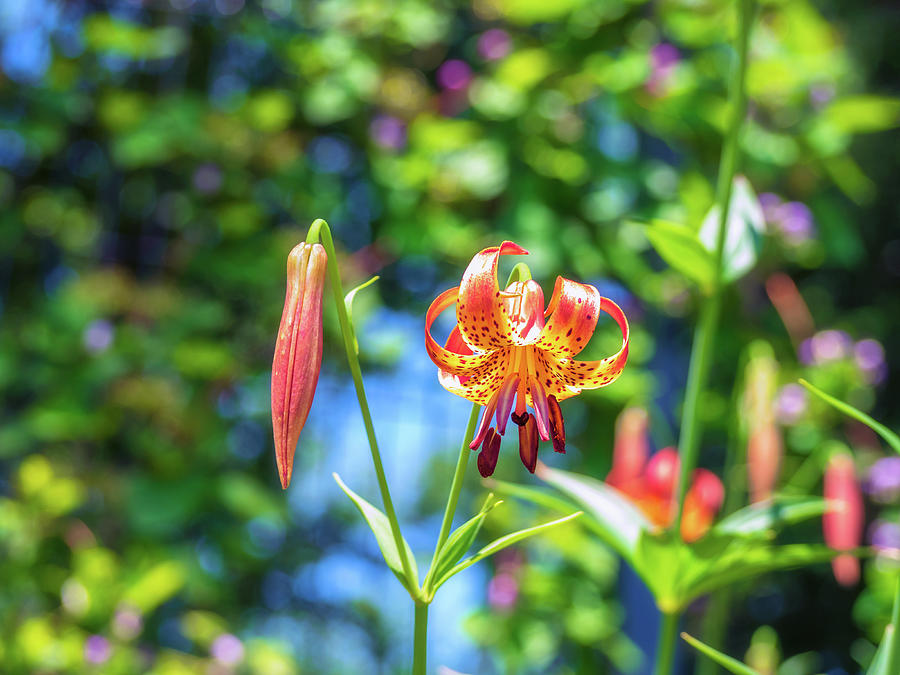 Colorful Michigan Lily 2 Photograph by Marianne Campolongo