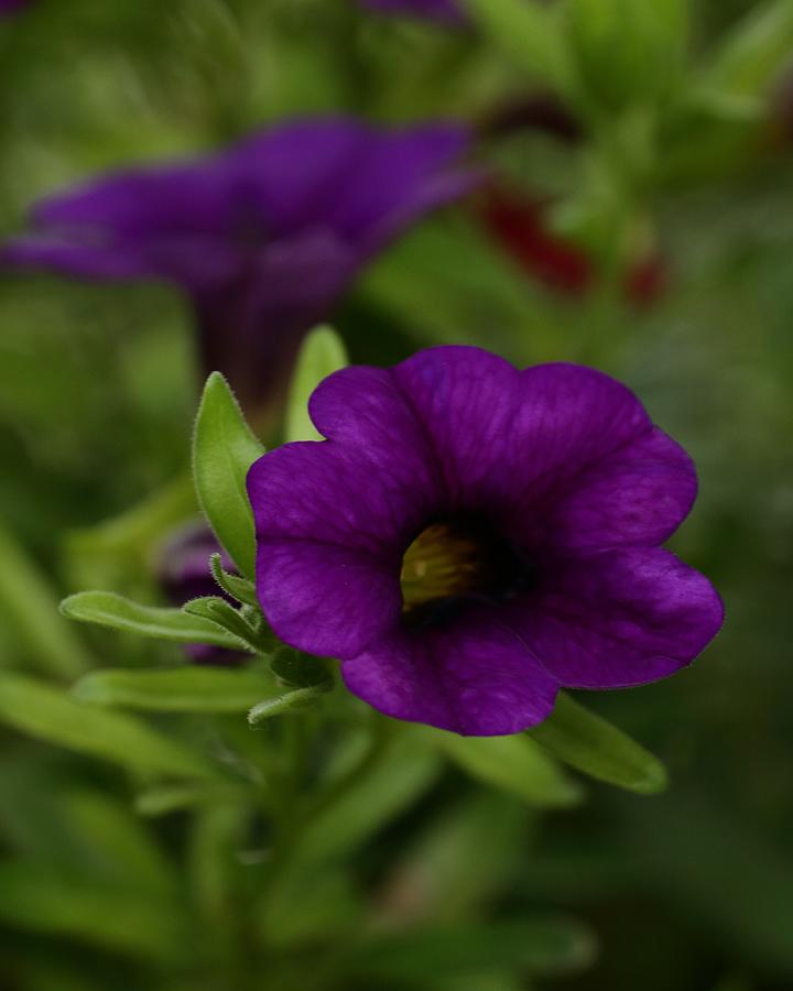 Colorful Million Bells Photograph by I'ina Van Lawick | Fine Art America