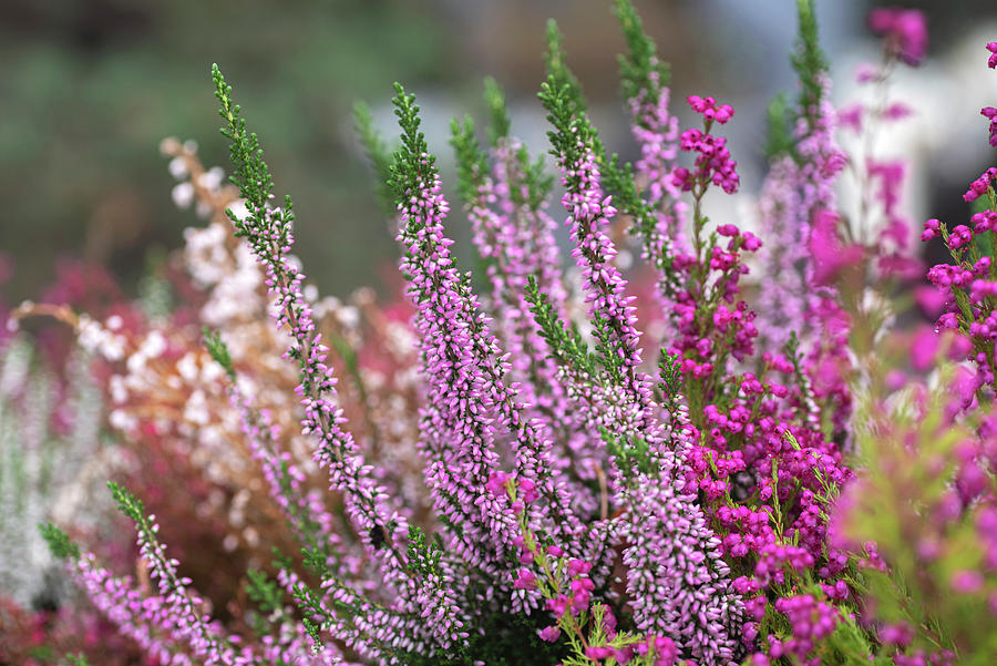 Colorful Mix of Heather Photograph by Jenny Rainbow
