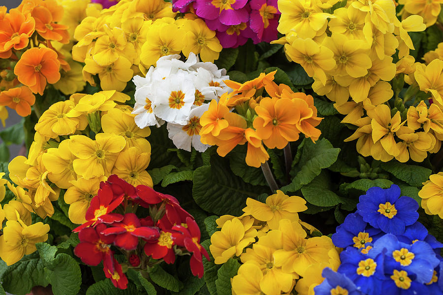 Colorful Mix of Primula Flowers 3 Photograph by Jenny Rainbow