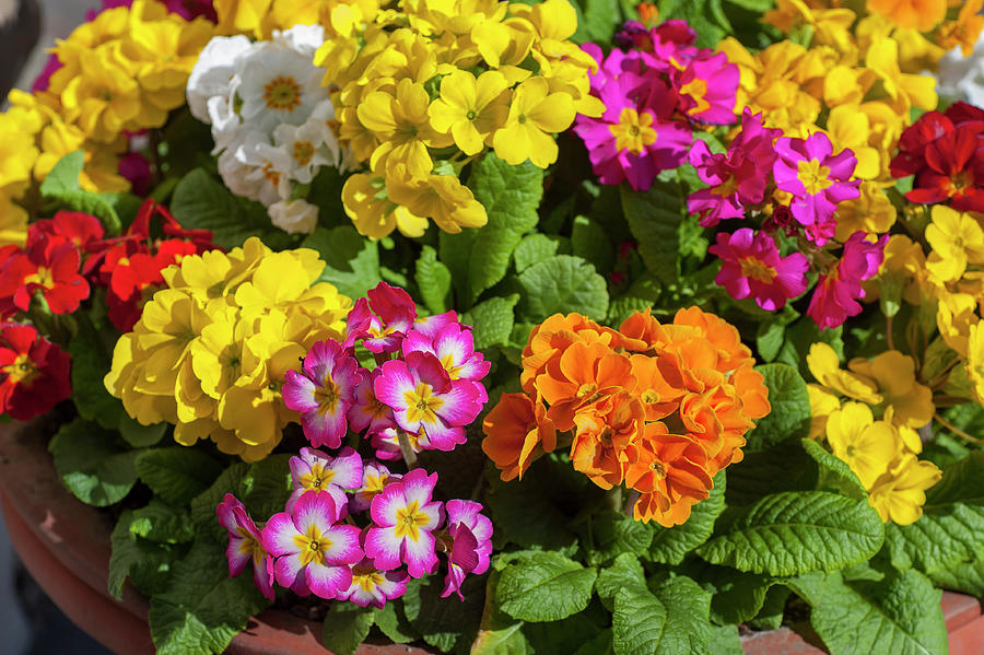 Colorful Mix of Primula Flowers 5 Photograph by Jenny Rainbow