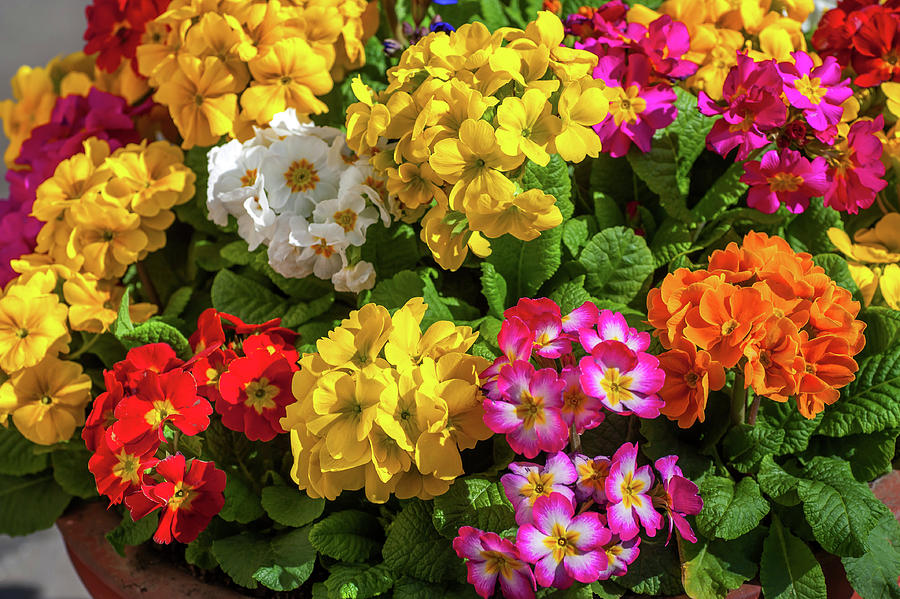 Colorful Mix of Primula Flowers 8 Photograph by Jenny Rainbow
