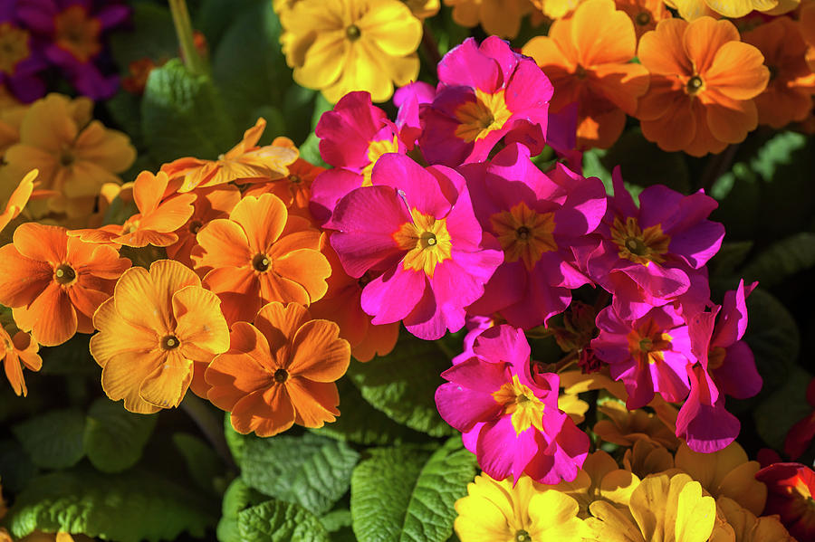 Colorful Mix of Primula Flowers 9 Photograph by Jenny Rainbow