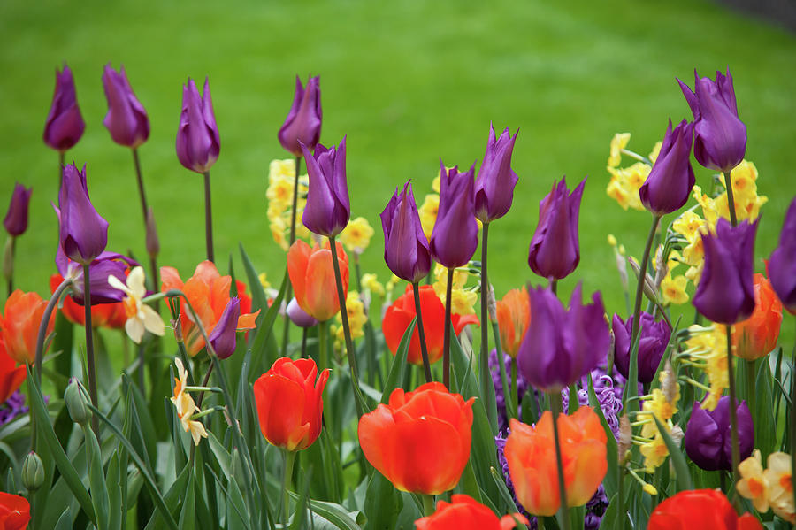 Colorful Mixed Border with Tulips Purple Dream Photograph by Jenny Rainbow