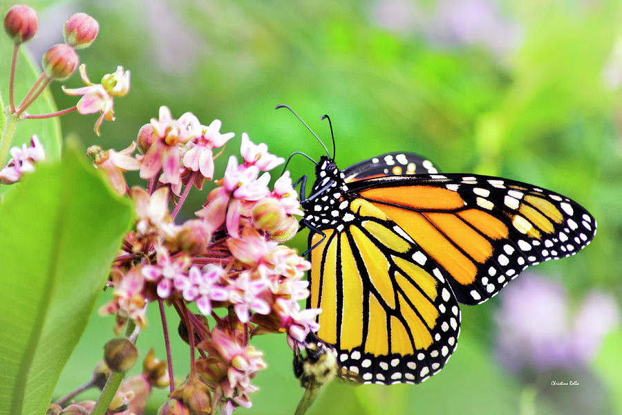 Colorful Monarch Butterfly Photograph by Christina Rollo