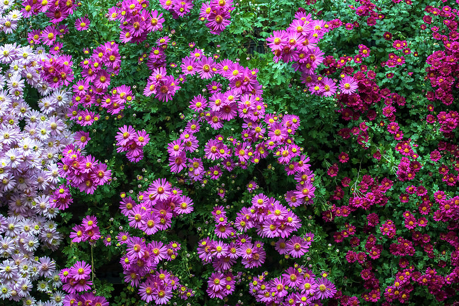 Colorful Mums in November Photograph by Sandra Js