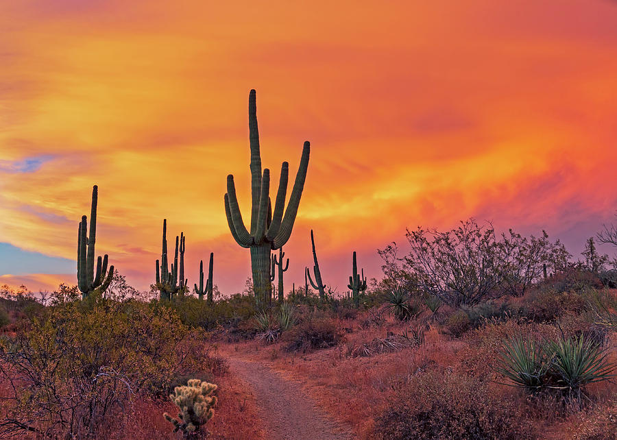 Colorful Orange Desert Sunset Landscape Along Hiking Trail Photograph ...