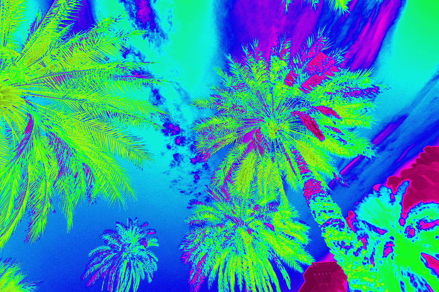 Multicolor palm trees digital art photo Digital Art by Geoff Ford Photo ...