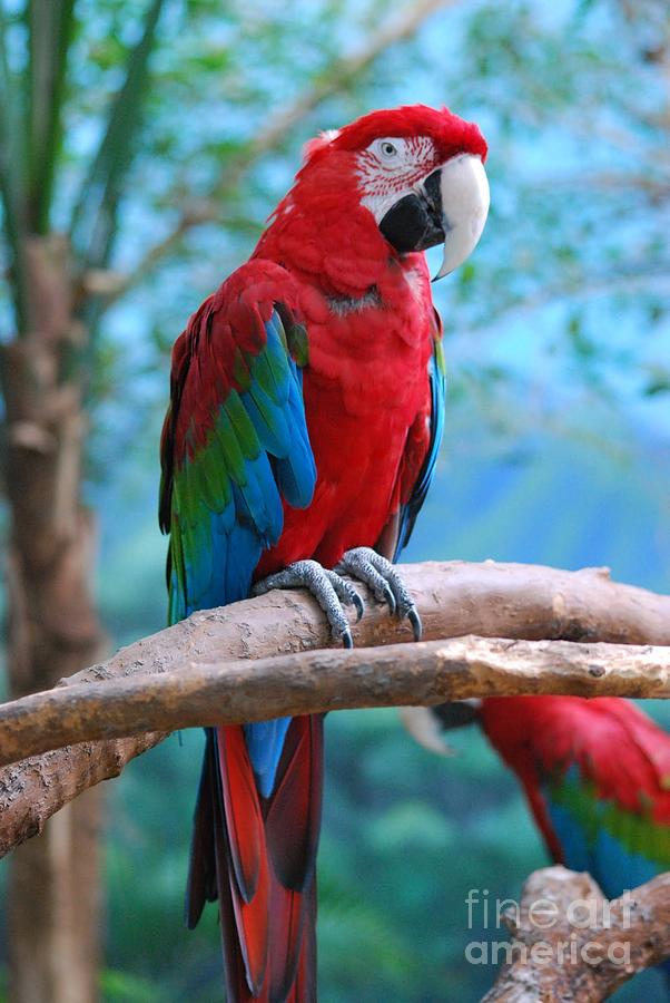 Colorful Parrot  Photograph by Nancy Mueller