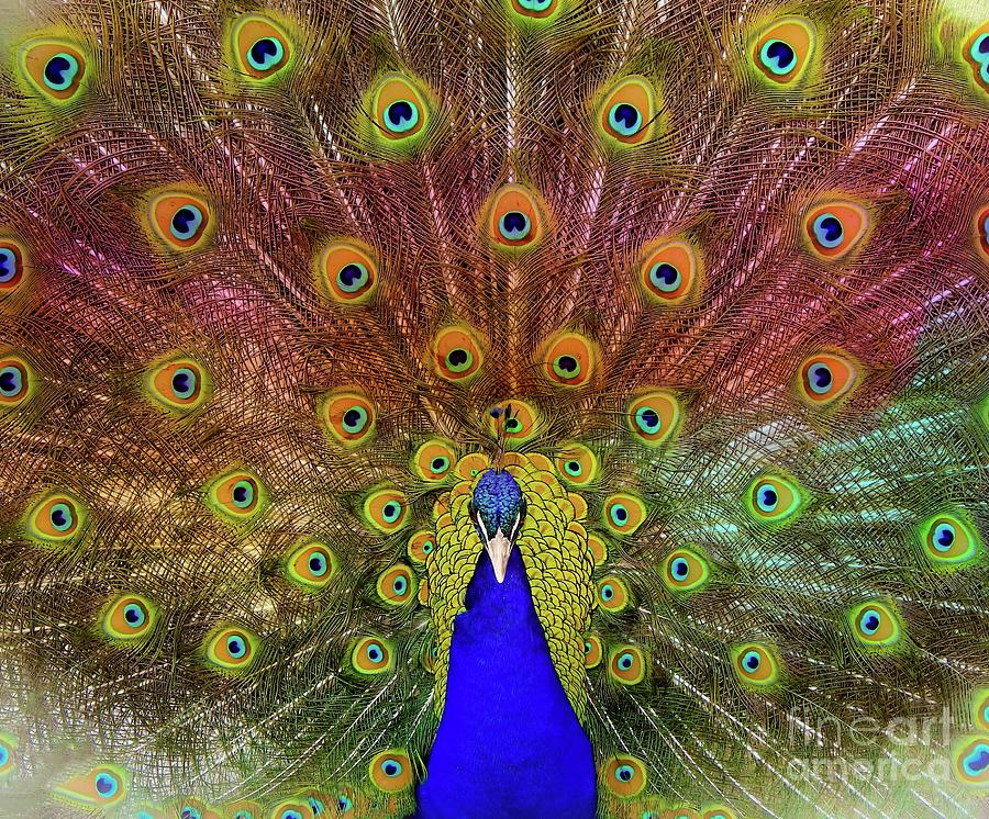 Colorful Peacock Photograph by Kat Gail | Fine Art America