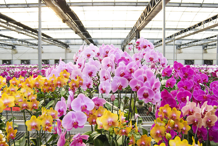 Colorful Phalaenopsis Orchids in green house Photograph by Lawren