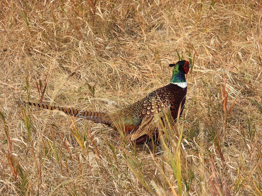 Colorful Pheasant Photograph by Amanda R Wright